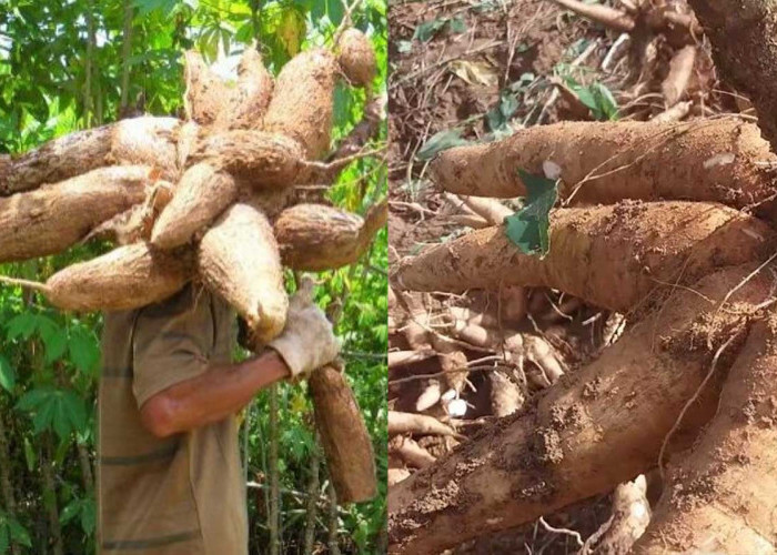 9 Jenis Singkong Yang Jarang Diketahui, Dari Singkong Gajah Hingga Singkong Emas