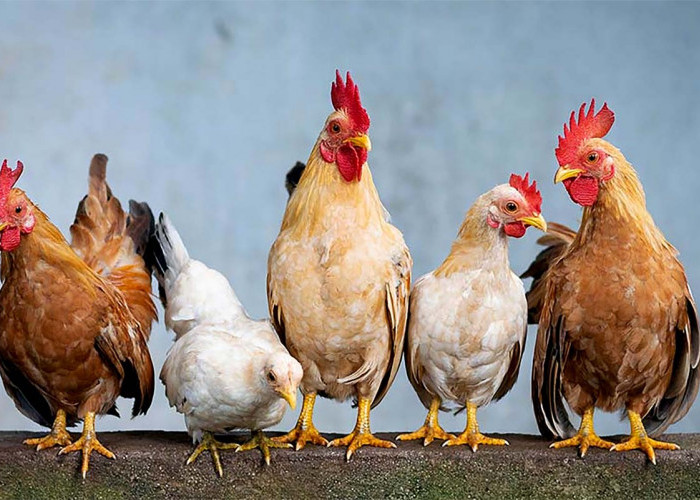 Sejarah Ayam Dari Hewan Liar di Asia Tenggara Hingga Hewan Peliharaan di Seluruh Dunia