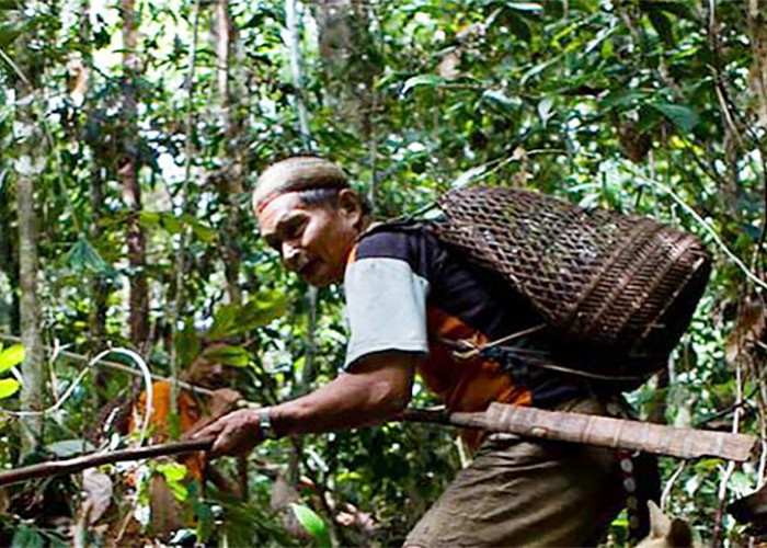 Lari ke Hutan Hindari Pajak dan Kerja Paksa, Begini Nasib Suku Limakawatina Hingga Sekarang