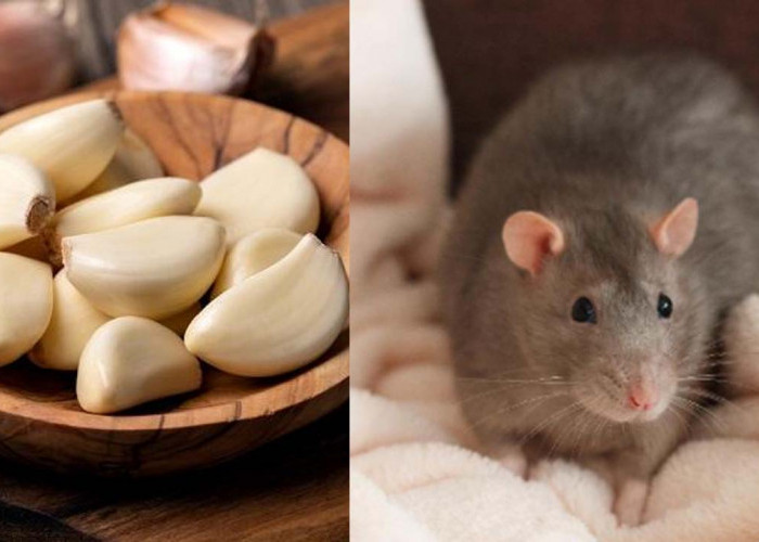 Bosan dengan Tikus di Rumah? 5 Bahan Dapur Ajaib Ini Dijamin Ampuh Mengusirnya Secara Alami dan Aman!