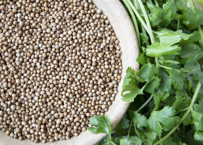 Kandungan Nutrisi Ketumbar: Vitamin, Mineral, dan Antioksidan yang Bermanfaat!