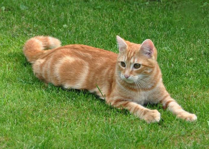 Mitos atau Fakta? Menguak Rahasia Kucing Oren sebagai Simbol Keberuntungan Global