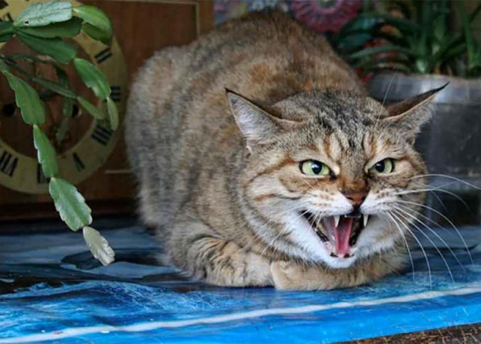 Apakah Kucing Bisa Menyimpan Dendam? Ini Faktanya
