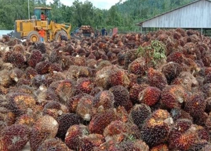 Kelapa Sawit Disebut Mencemarkan Lingkungan, Cek Faktanya