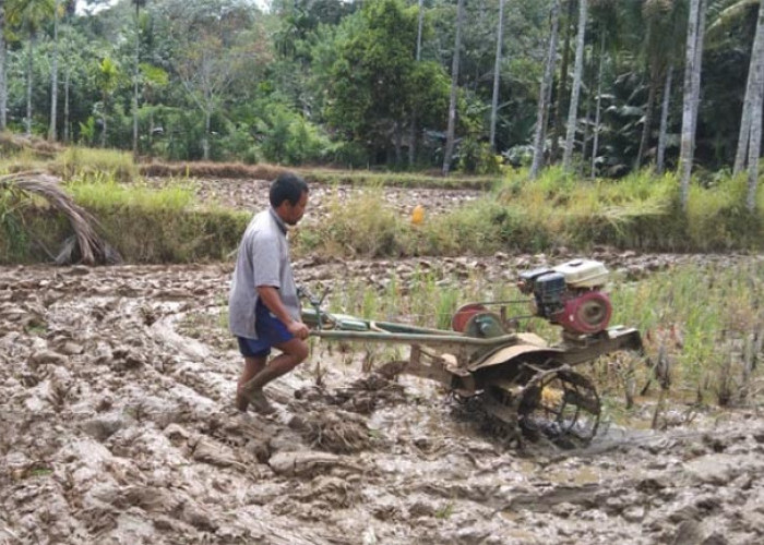 Tanah Berlumpur: Mitos atau Metode? Mengungkap Rahasia Penggenangan Sawah dalam Budidaya Padi