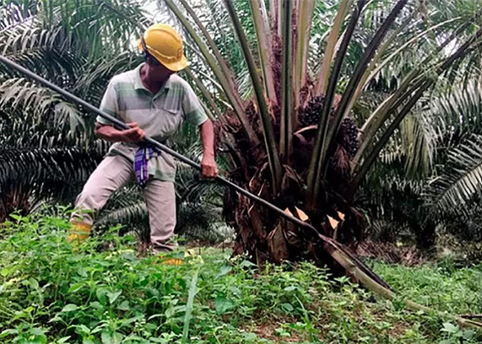 Pemerintah Riau Dorong Pelaku Usaha Sawit Ramah Lingkungan dengan ISPO