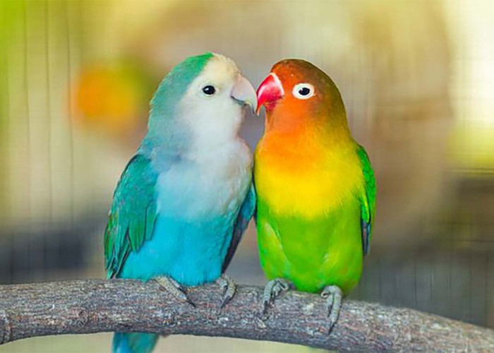 Lucu, Unik dan Cantik! Begini Cara Merawat dan Memelihara Burung Lovebird