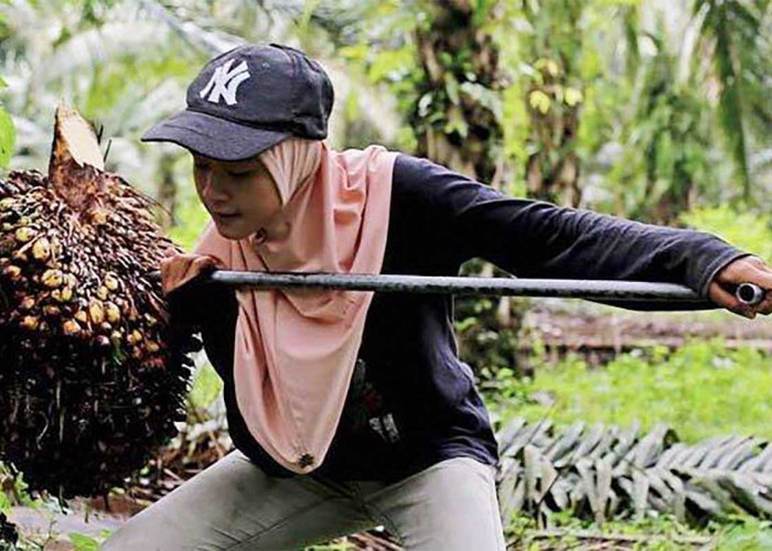 Pekerja Buruh Perempuan di Perkebunan Sawit Rentan Perlakuan Pelecehan  