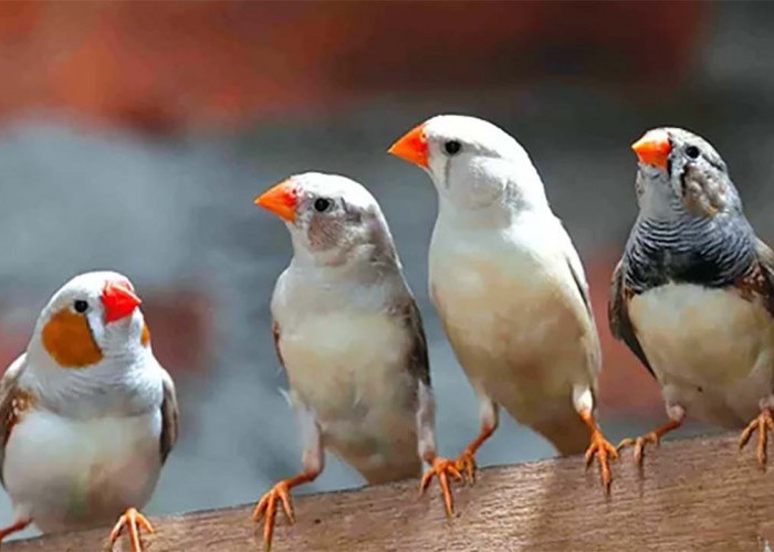 Harus Waspada! Inilah Berbagai Predator Burung Pipit Zebra Finch 