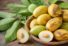 Manfaat Buah Kecapi bagi Kesehatan: Rasa Asam Segar dengan Khasiat Tersembunyi