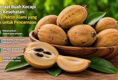 Manfaat Buah Kecapi bagi Kesehatan: Kaya Pektin Alami yang Baik untuk Pencernaan