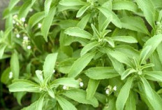 Stevia Pemanis Alami Mencapai 7 Ton per Hektar