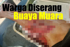 Warga Mukomuko Diduga Digigit Buaya di Muara Sungai Air Manjuto, Begini Kondisinya