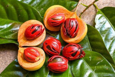 Buah Pala dalam Kuliner: Tambahkan Aroma Khas pada Masakan dan Minuman!