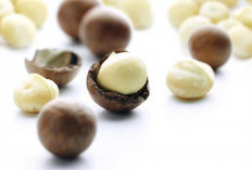 Kacang Macadamia: Investasi Kesehatan yang Menguntungkan, Nikmati Kelezatan dan Manfaatnya!