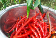 Harga Cabai Di Mukomuko Masih Pedas, Rp 70 Ribu Hingga Rp 80 Per-Kg 