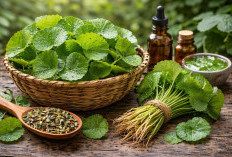 Daun Pegagan: Tanaman Liar yang Ternyata Ampuh Meningkatkan Daya Ingat dan Menyembuhkan Luka