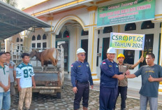 CSR Tahunan, PT GSS Salurkan 8 Ekor Hewan Qurban ke Desa Dampingannya