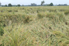 Cuaca Ekstream, Tanaman Padi di Kecamatan Lubuk Pinang Mulai Roboh