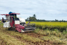 Petani DI Manjuto Kanan Mulai Panen Padi, Harga Gabah Tembus Rp 7 ribu Per Kg
