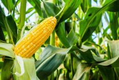 Selain Banyak Manfaat Sebagai Bahan Baku Makanan, Jagung Juga Punya Fakta Unik