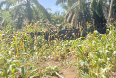 Hasil Panen Jagung Sadesahe Desa Manjuto Jaya Hanya Dua Kuintal