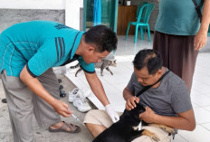 Pastikan Vaksin Cukup, Dinas Pertanian Dorong Warga Vaksinasi HPR Secara Berkala