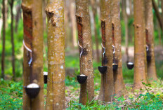 Alasan Klasik Harga Karet di Indonesia Selalu Murah