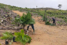 Diusir Dari HPT, Perusahaan Sawit Di Mukomuko Harus Fasilitasi Plasma Untuk Warga