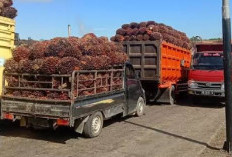 Pabrik Sawit Di Mukomuko Belum Kembalikan Harga TBS Sesuai Instruksi Pemerintah