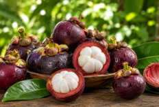 Manfaat Buah Manggis bagi Kesehatan: Si Ratu Buah dengan Segudang Nutrisi Alami