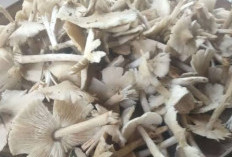 Tiga Jenis Jamur Hutan yang Aman Dikonsumsi dan Tidak Menimbulkan Efek Mabuk