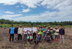 Program Tanam Jagung Sadesahe di Desa Sumber Makmur Kembali Berlanjut