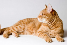 Dari Simba Hingga Seblak: Inspirasi Nama Kucing Oren yang Unik dan Penuh Karakter!