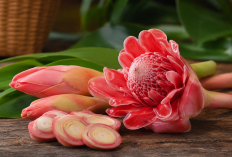 Manfaat Kecombrang bagi Kesehatan: Bunga Unik dengan Aroma Khas Nusantara