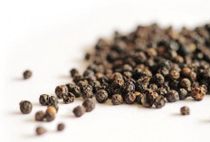 Efek Samping Lada Hitam: Kapan Sebaiknya Dihindari atau Dikonsumsi dengan Hati-hati?