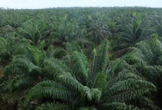 Kebun Sawit Di Mukomuko 160 Ribu Hektare, Kendali Utama Ekonomi