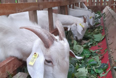 Aset Desa Program Ketahanan Pangan Boleh Dialihkan, Ini Syaratnya