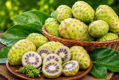 Manfaat Buah Mengkudu bagi Kesehatan: Kaya Vitamin C yang Baik untuk Daya Tahan Tubuh