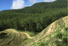 Ini Alasan Orang Tua di Jepang Dibuang ke Hutan