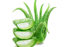 Manfaat Lidah Buaya untuk Kesehatan dan Kecantikan Kulit secara Alami