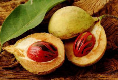 Buah Pala: Warisan Rempah Indonesia, Manfaatkan Khasiatnya dengan Bijak!