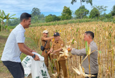 Polres Mukomuko Terus Dukung dan Dampingi Masyarakat Menanam Jagung
