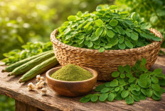 Daun Kelor: Tumbuhan Sederhana dengan Manfaat Luar Biasa yang Jarang Disadari