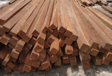 3 Jenis Kayu yang Tidak Dimakan Kumbang Serbuk