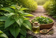 Keji Beling: Tanaman Pinggir Jalan yang Ternyata Baik untuk Batu Ginjal dan Detoks Tubuh