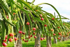 Program Ketahanan Pangan 2026, Pemdes Ini Berencana Berkebun Buah Naga