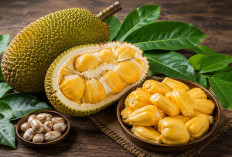 Manfaat Buah Cempedak bagi Kesehatan: Buah Tropis Harum yang Kaya Serat dan Vitamin