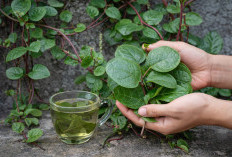 Daun Binahong: Tanaman Rambat yang Tersembunyi Khasiatnya untuk Penyembuhan Alami