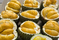 Kenali Durian Monthong, Varietas Durian Populer Di Thailand